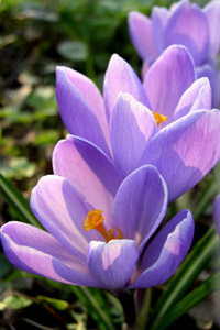 images of flowers, crocus, dafodil, snowdrops.