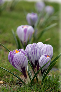 image of crocuses, dafodils and snowdrops.