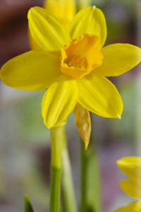 images of snowdrops, dafodils and crocuses.