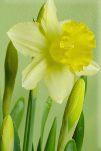 images of crocuses, dafoldils and snowdrops.