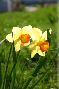 images of dafodils, snowdrops