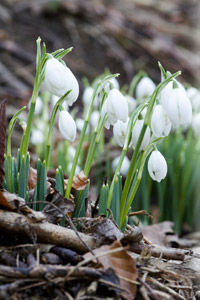 images of crocuses, dafoldils and snowdrops.