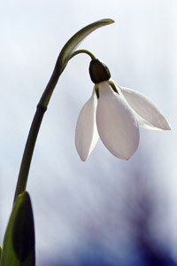images of dafodils, snowdrops and crocuses.