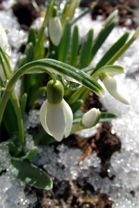 images of dafoldils, snowdrops and crocuses